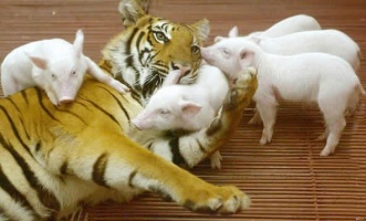 Tiger with piglets