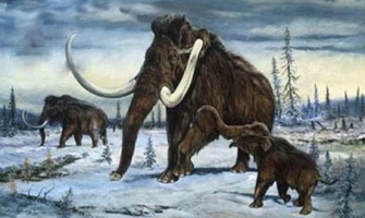 Mammoths with young