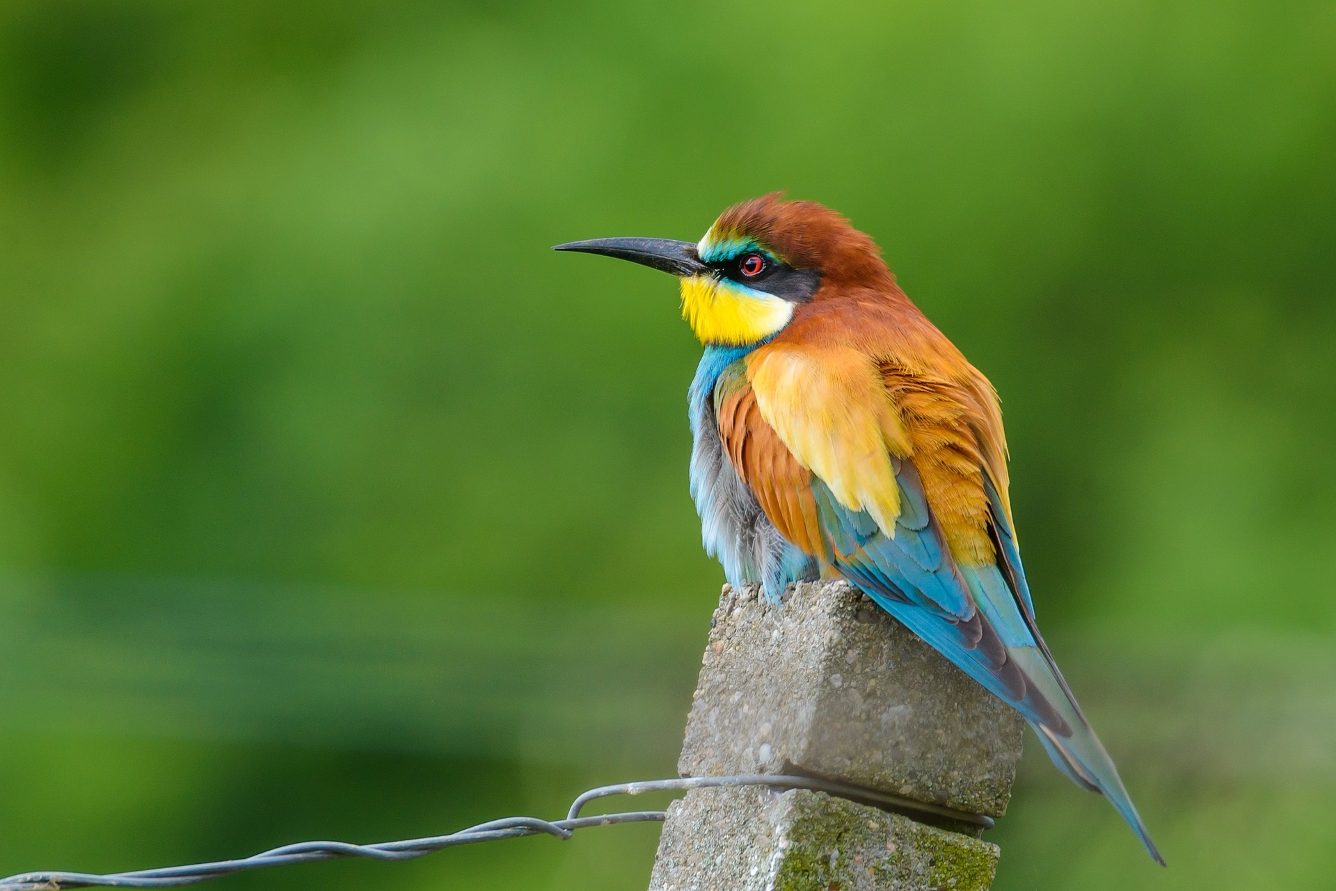 Bee-eater