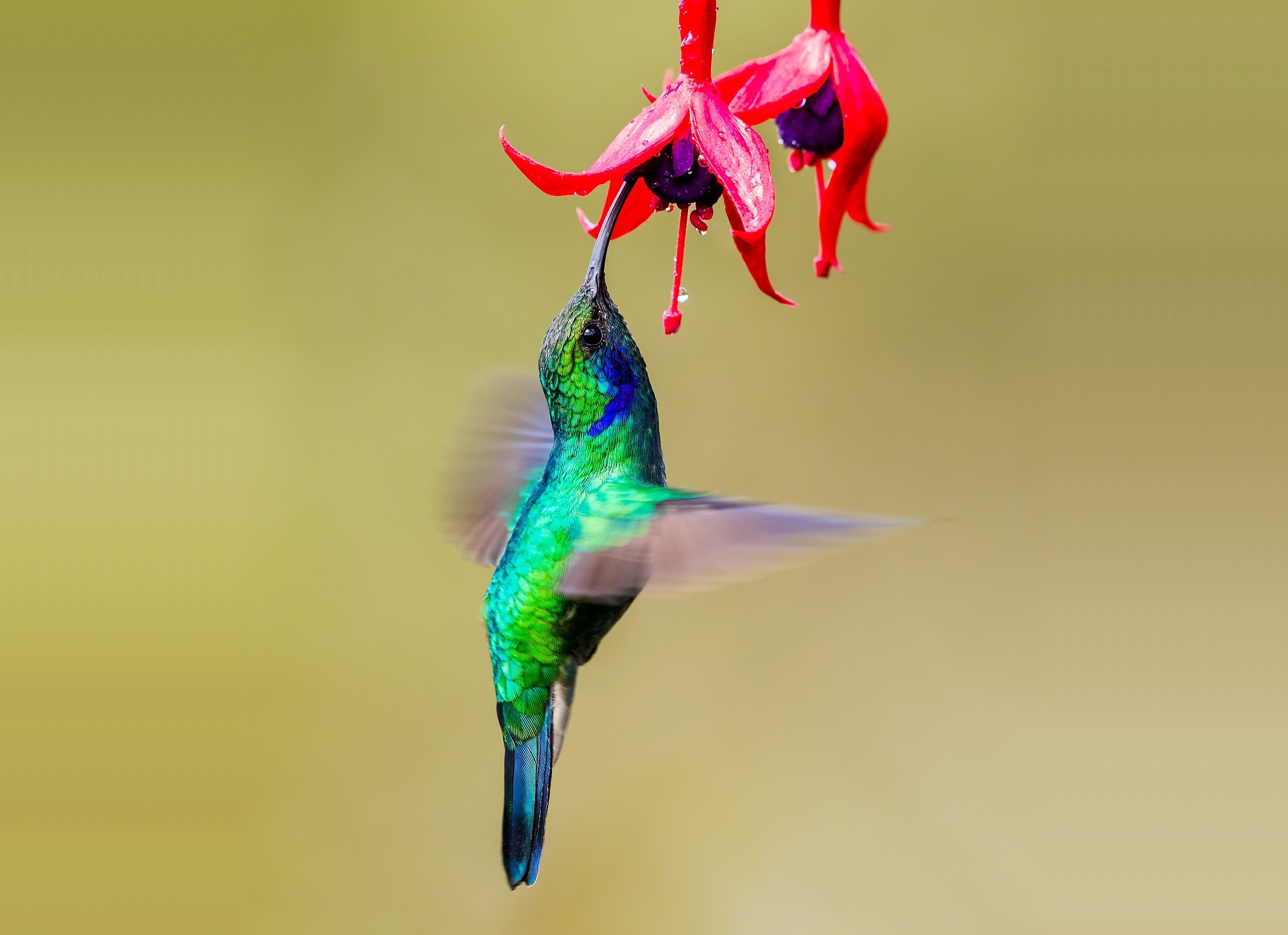 Hummingbird