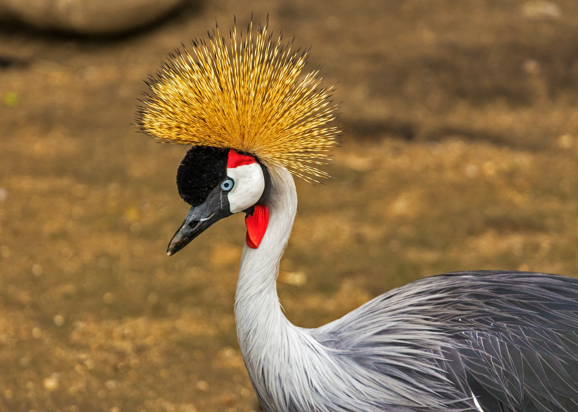 Common crane