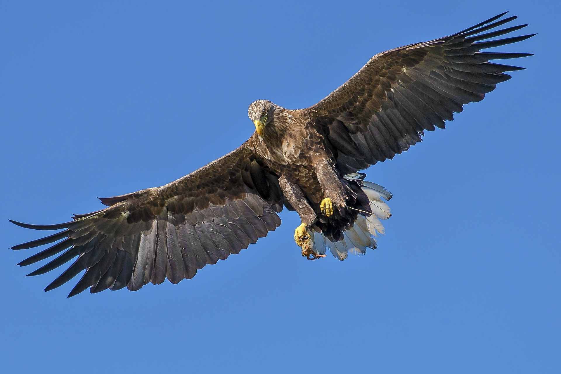 Eagle in bird-flight