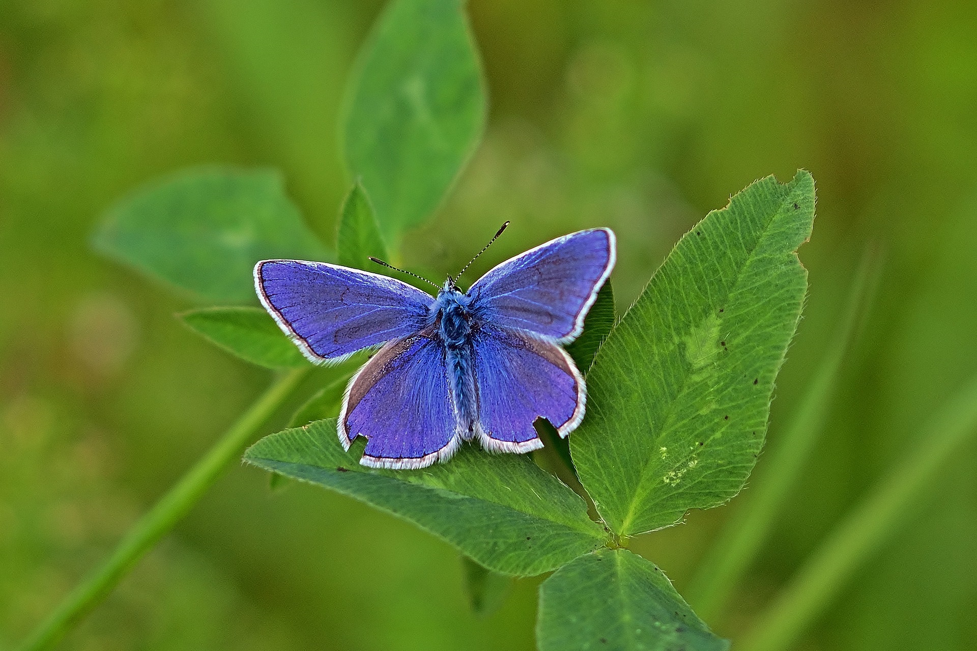 Common blue