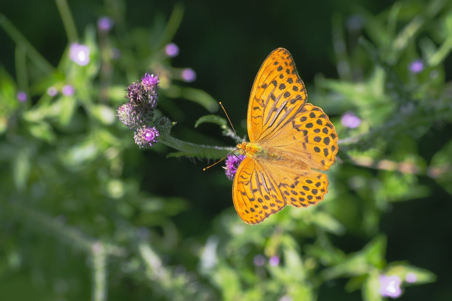 Fritillary