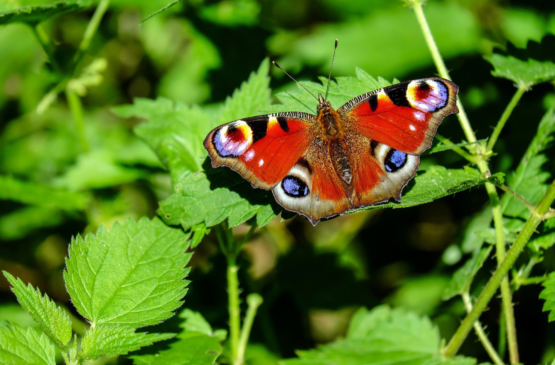 Peacock-butterfly