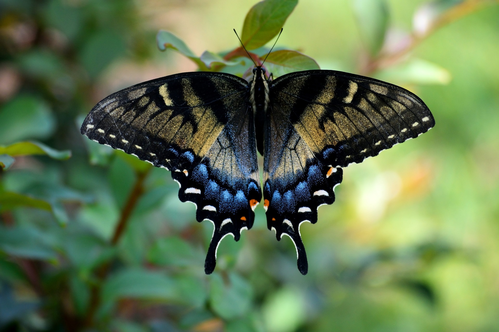 Swallowtail-butterfly