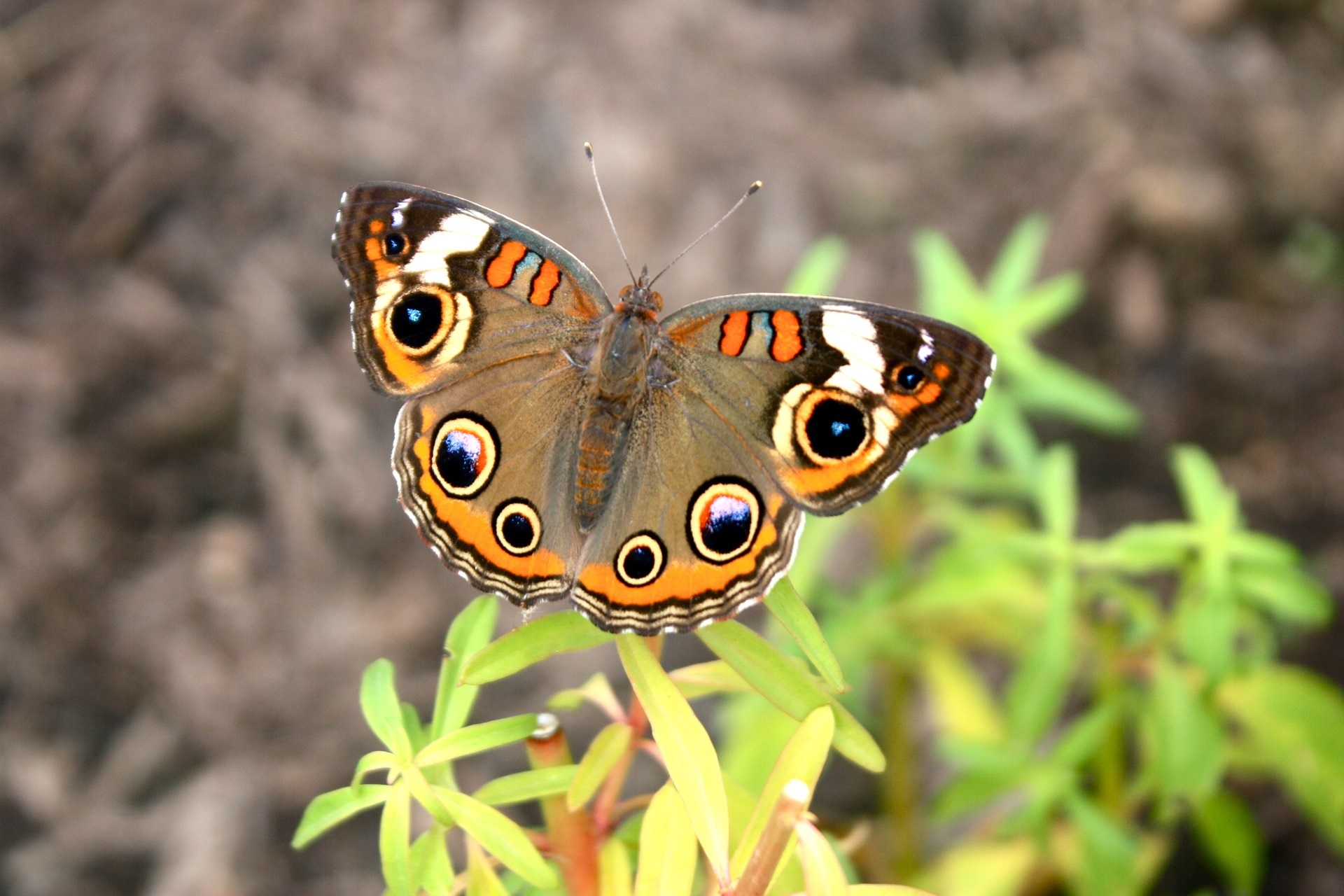 Buckeye butterfly