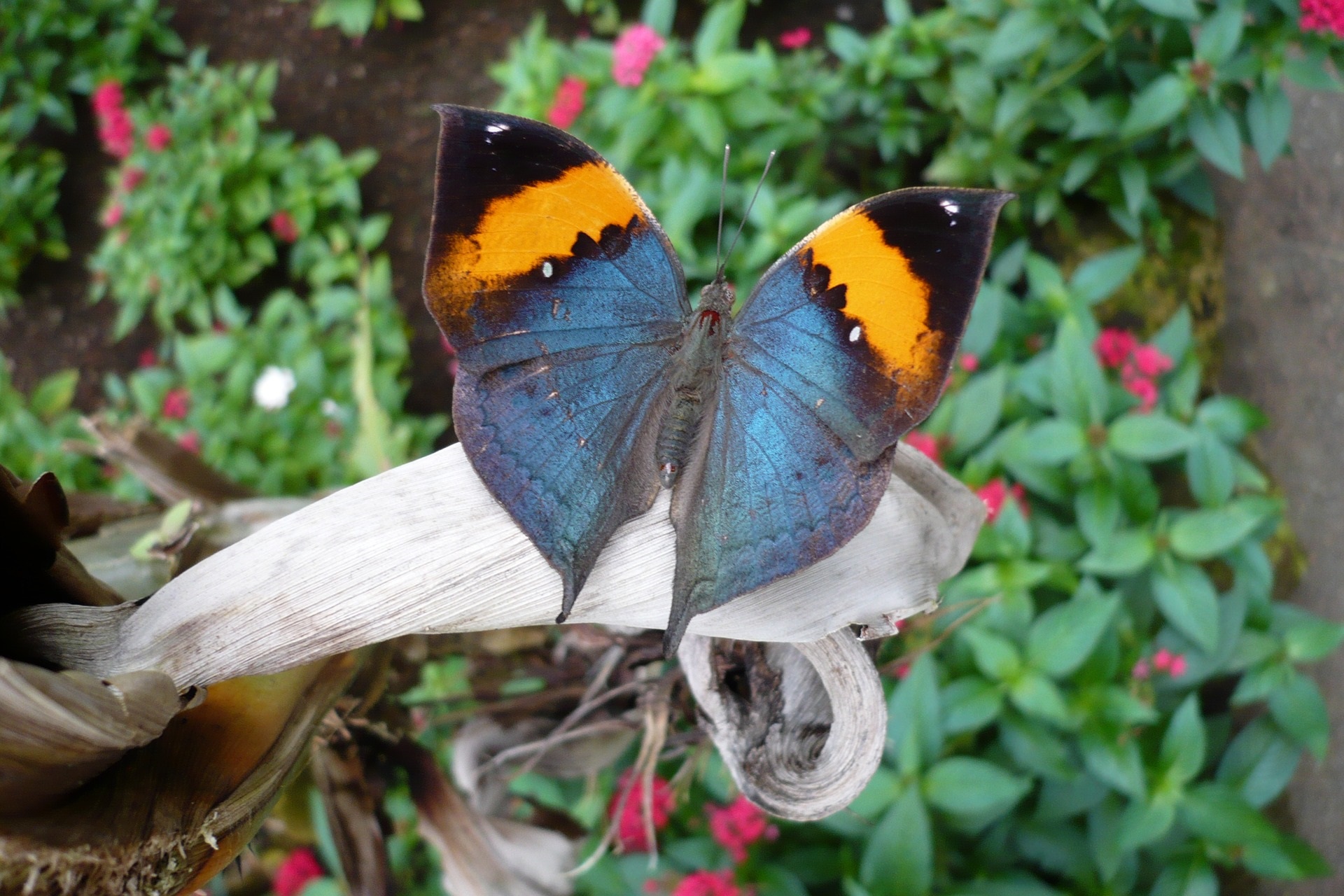 Papillon butterfly