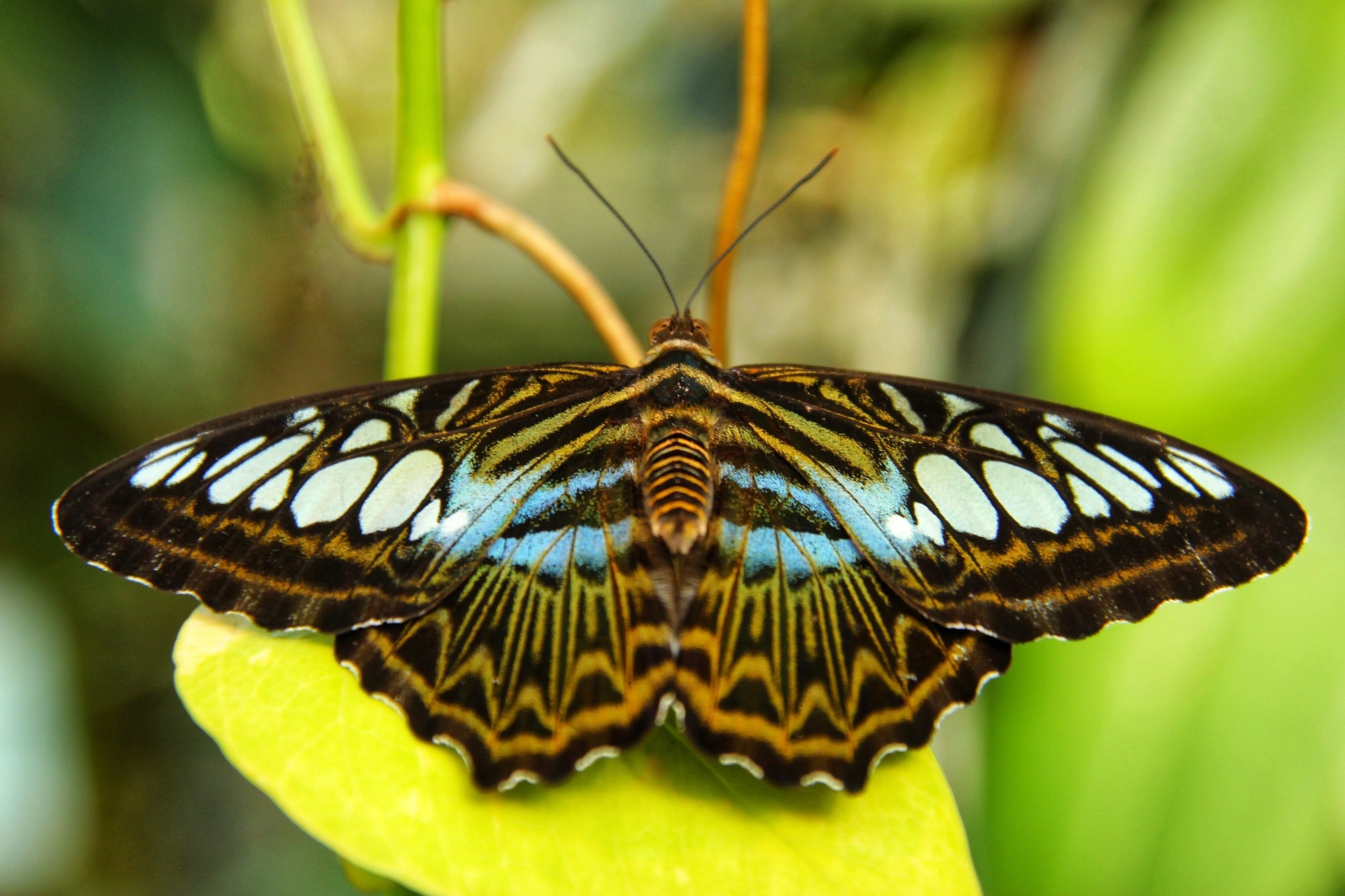 Clipper butterfly