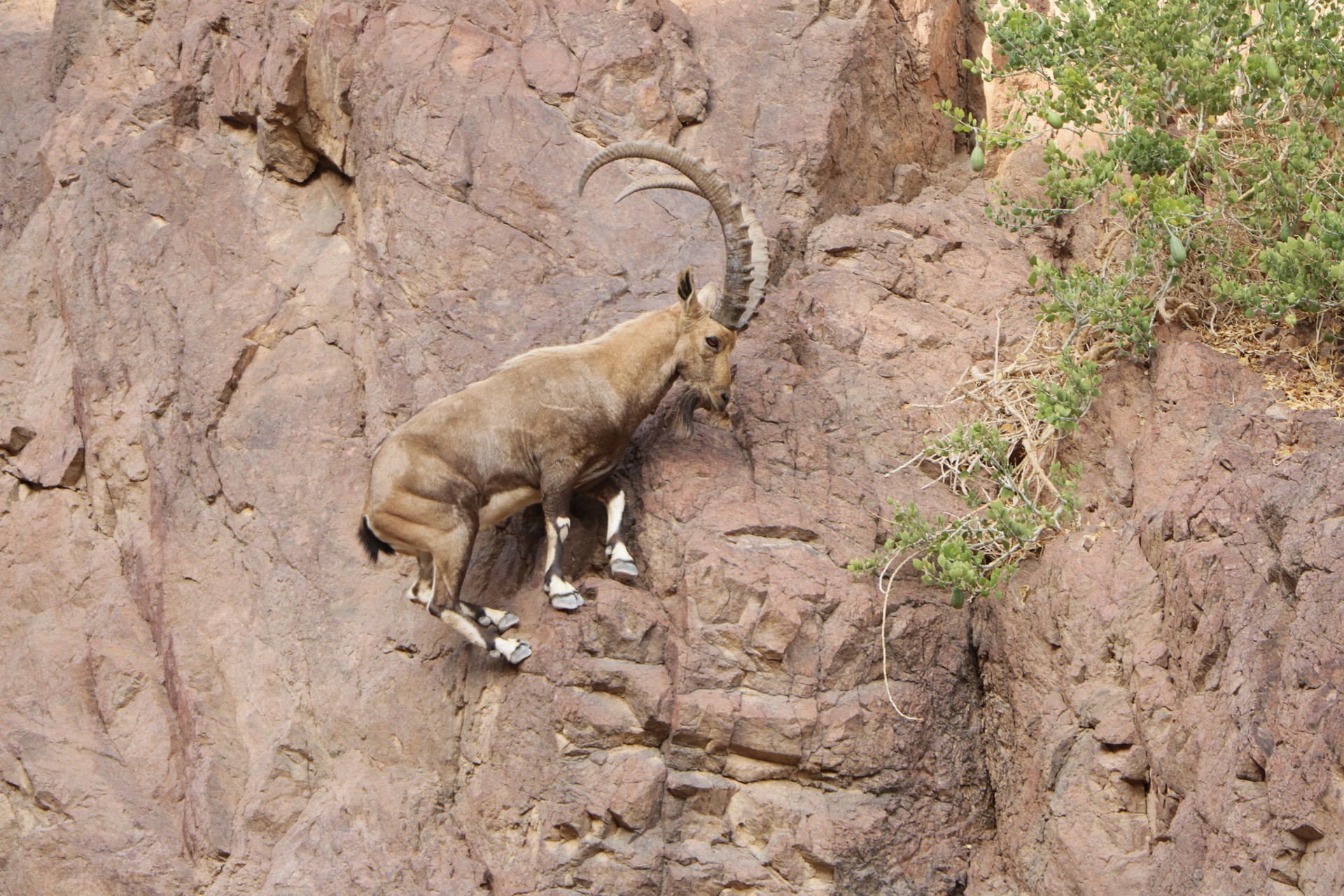 Rock-goat