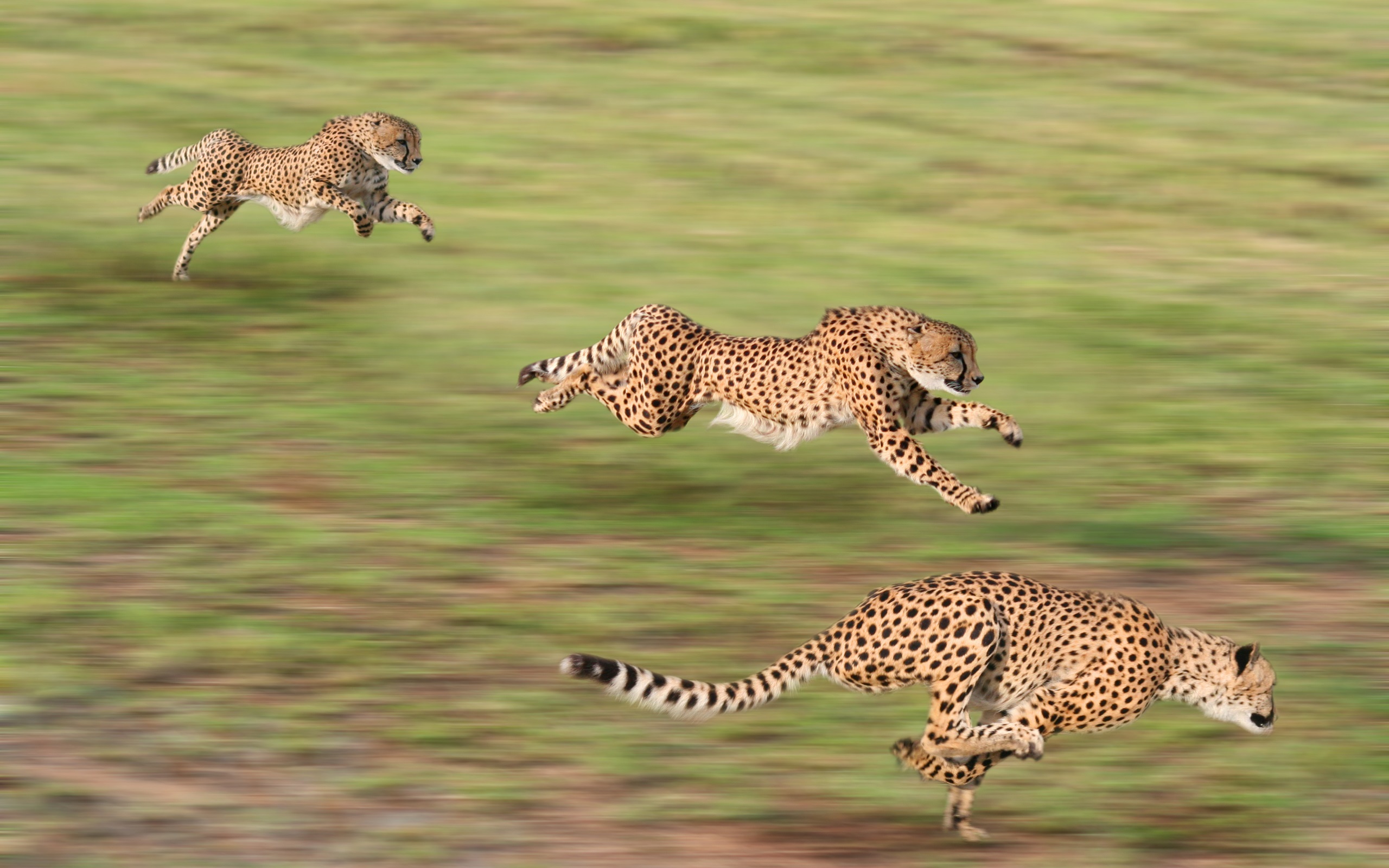 Cheetahs