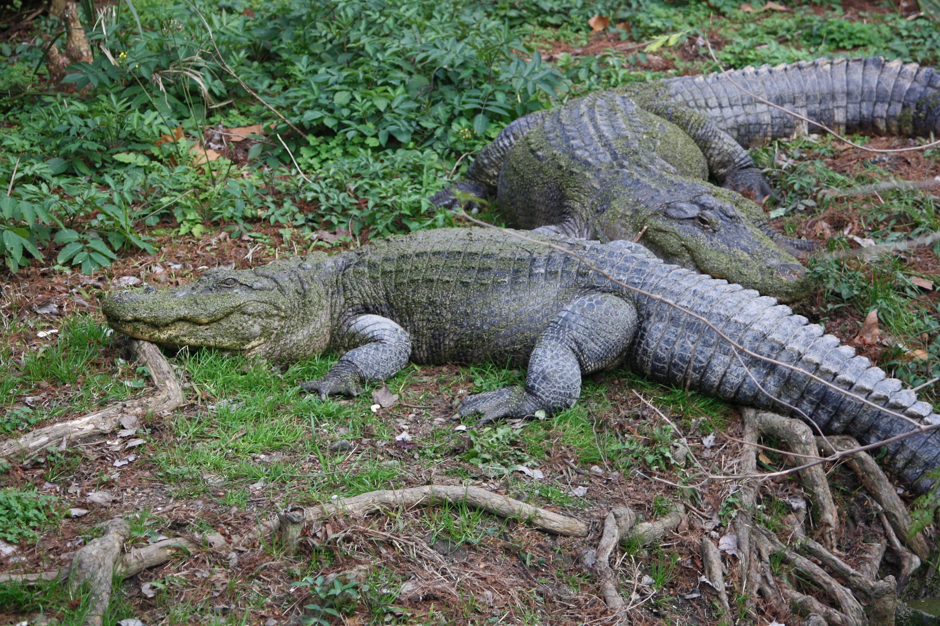 Alligators