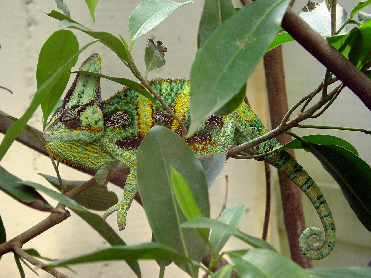 Chameleon