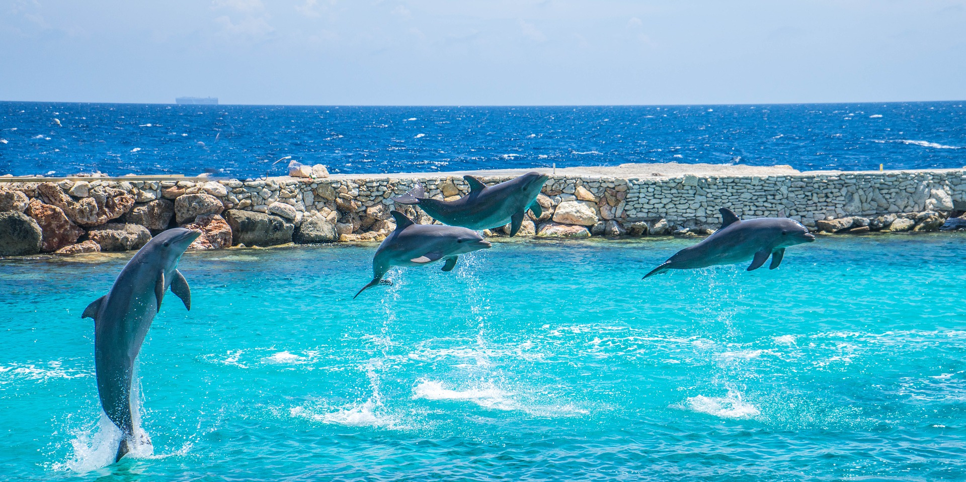 Dolphins