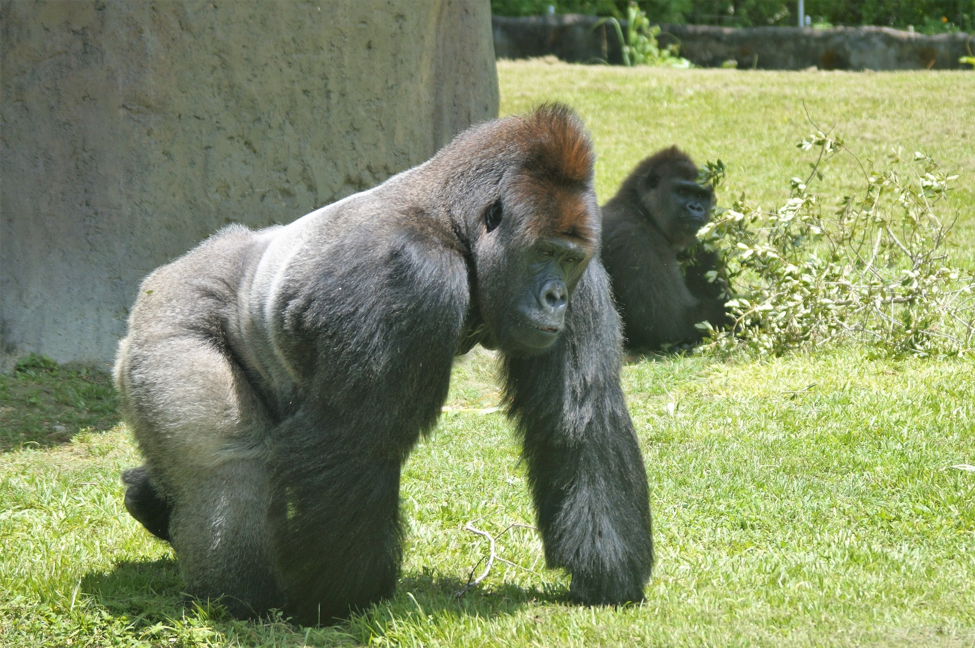 Gorillas