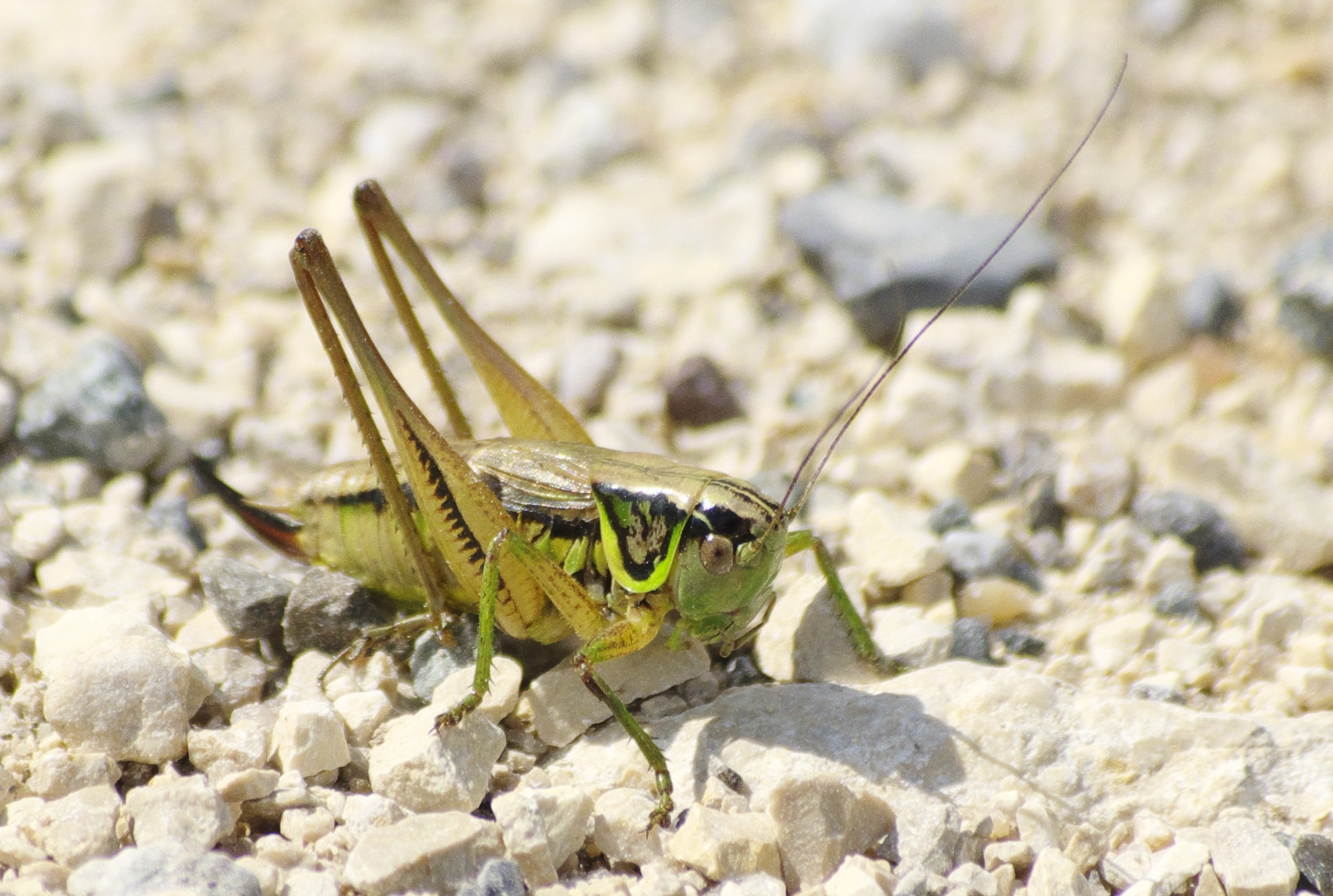 Grasshopper