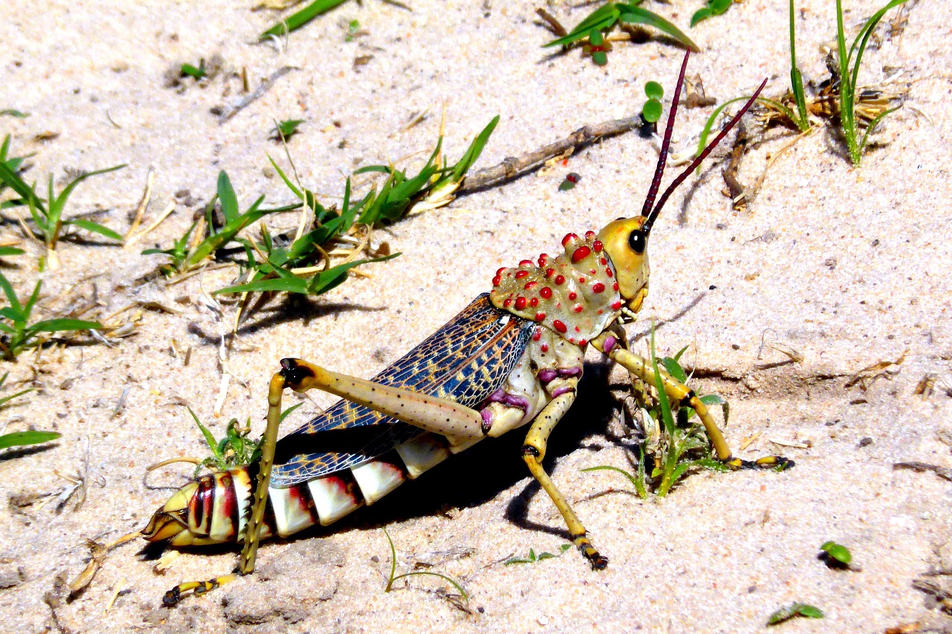 Grasshopper