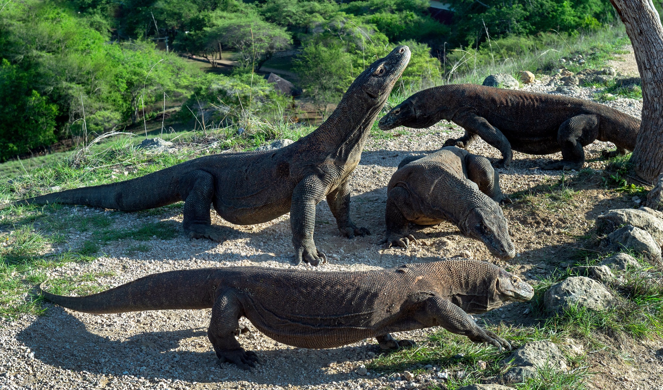 Monitor lizard