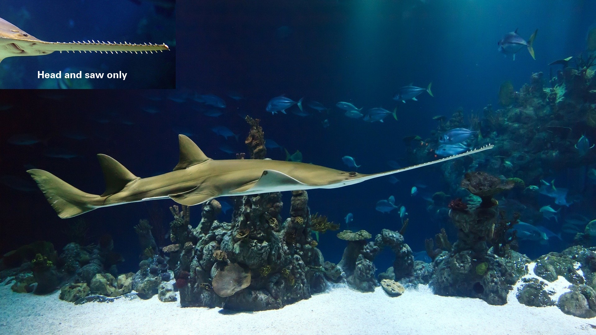 Sawfish