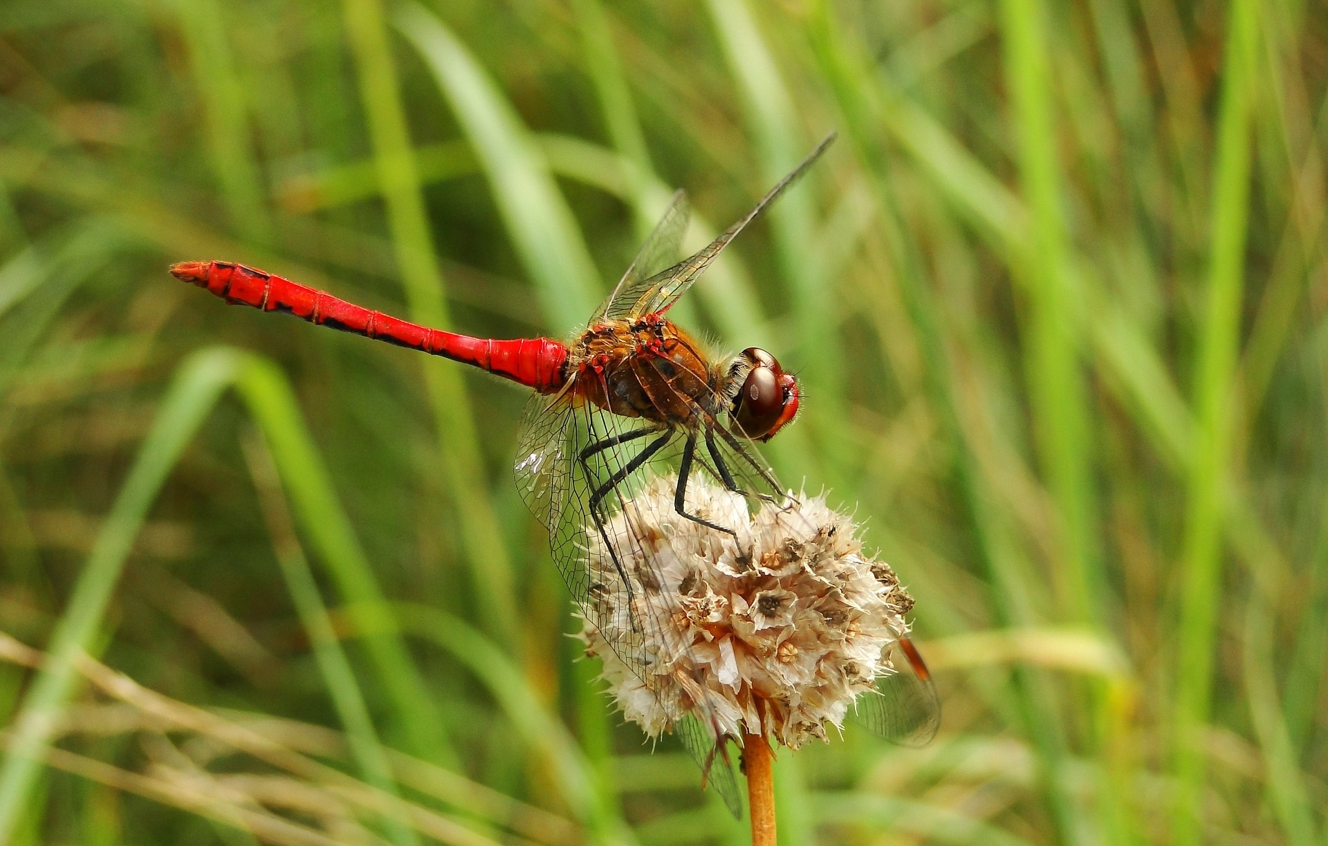 Dragonfly