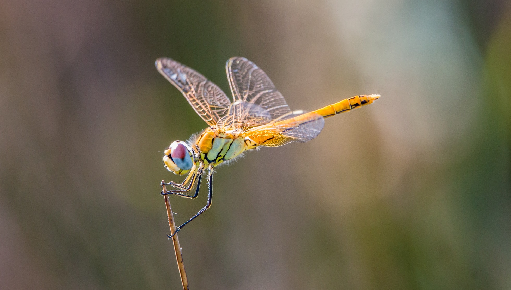 Dragonfly