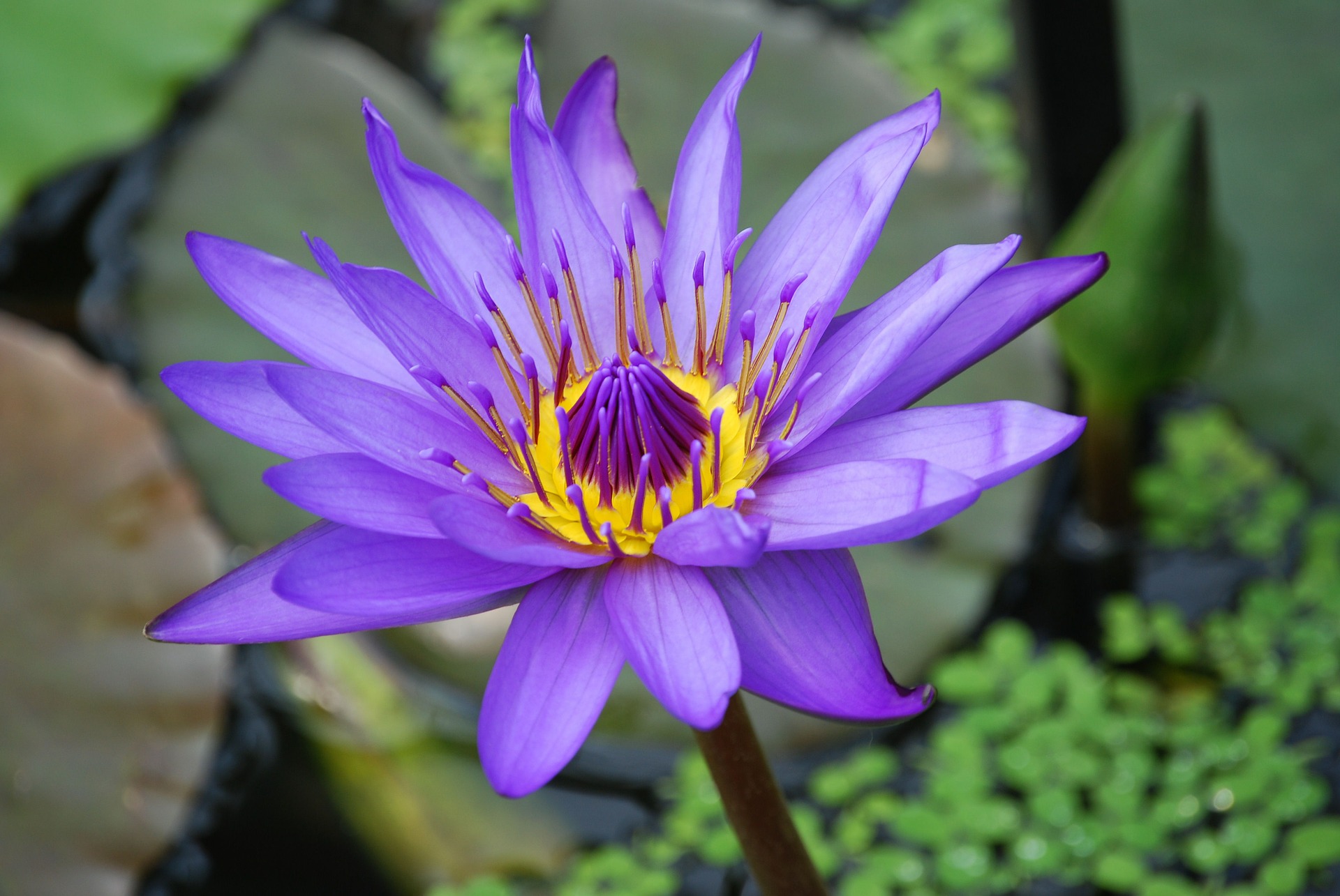 Waterlily