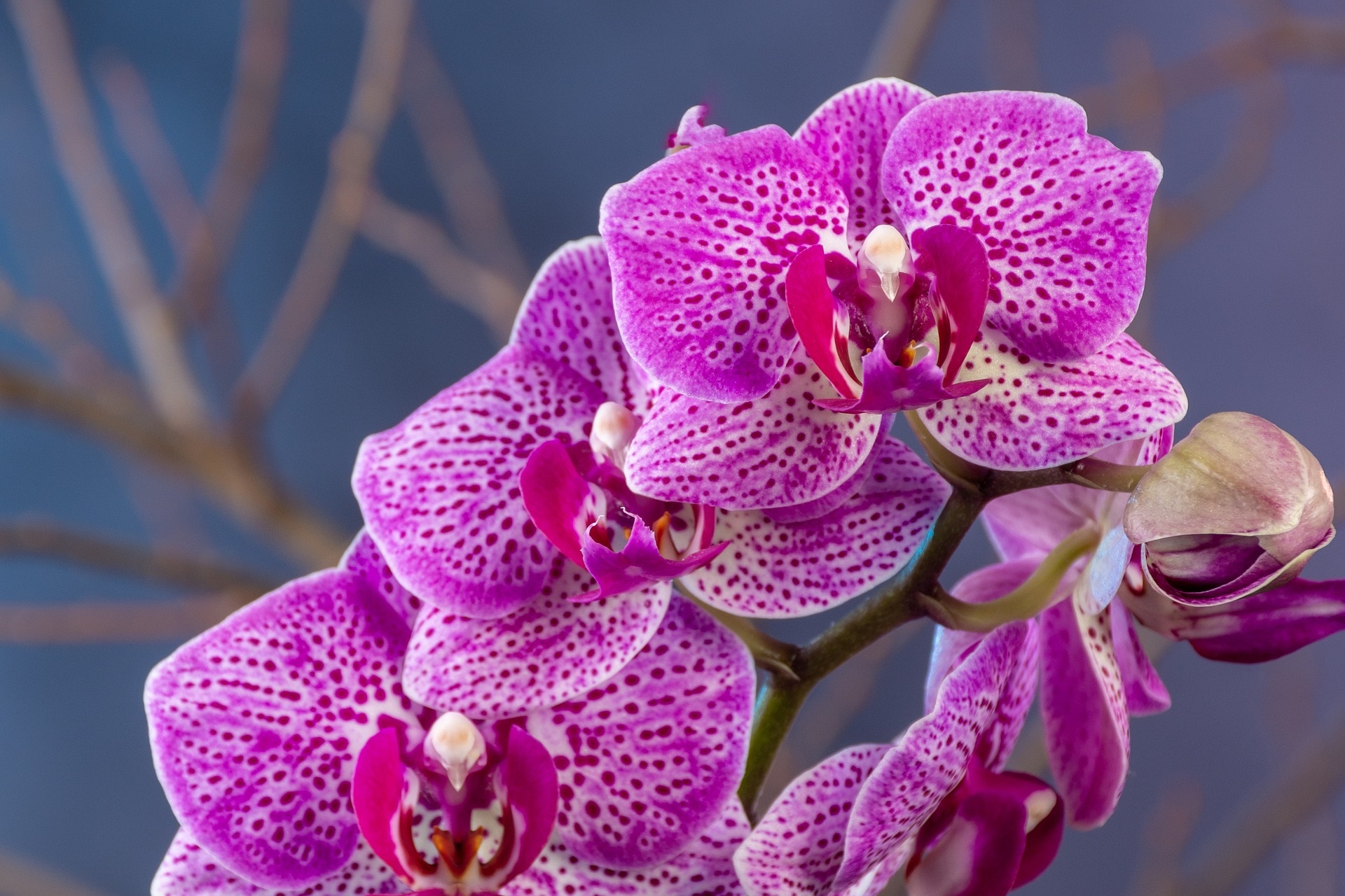 Orchids