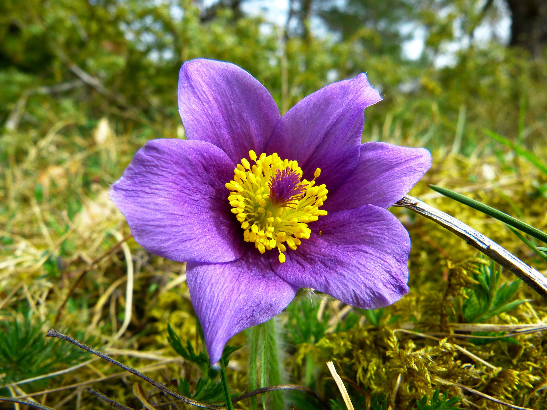 Pasque-flower