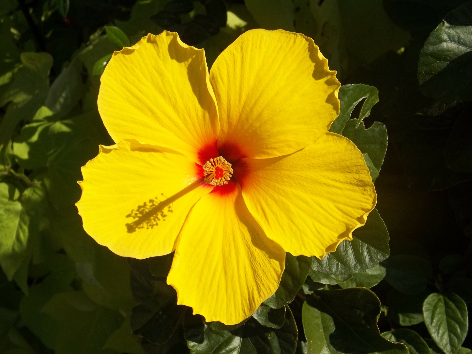 Hibiscus