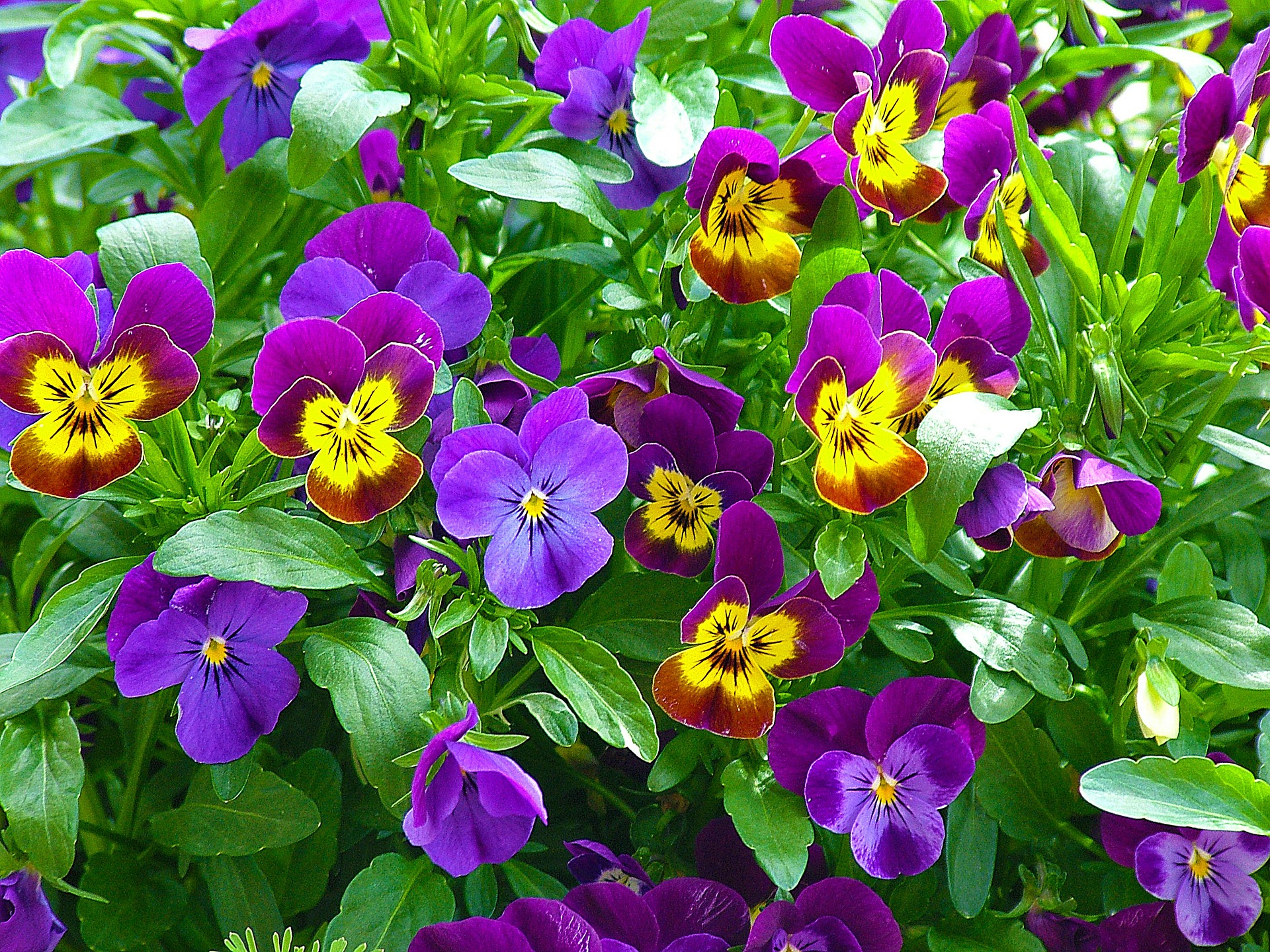 Pansies